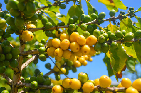 Variety Spotlight: Catuai Coffee