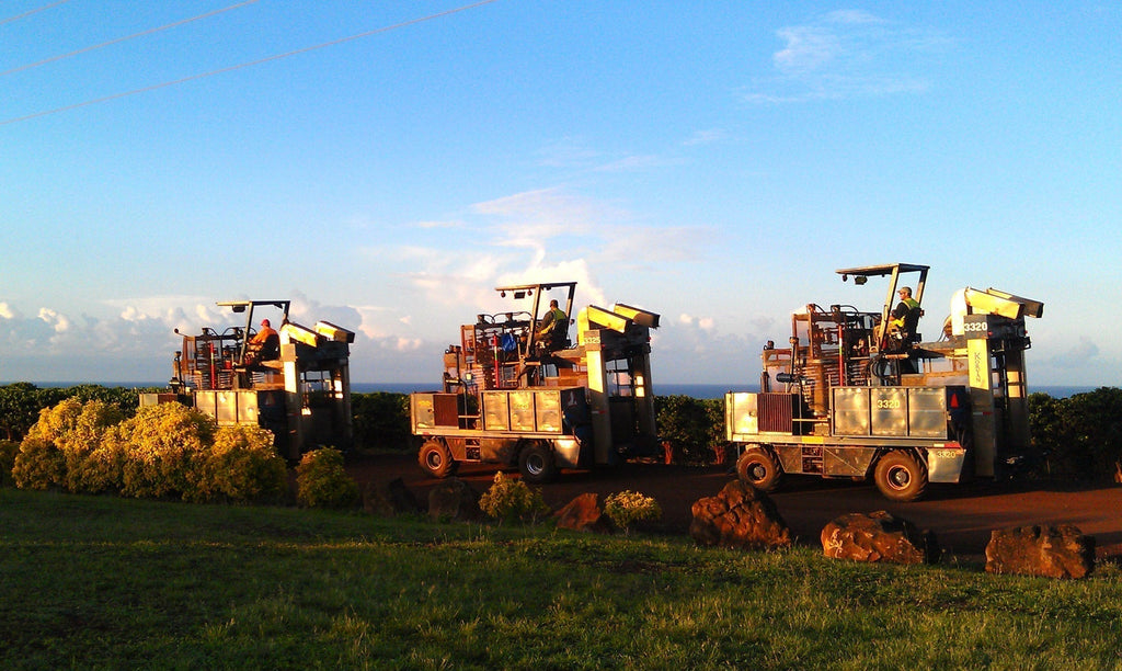 kauai coffee harvesters harvesting coffee