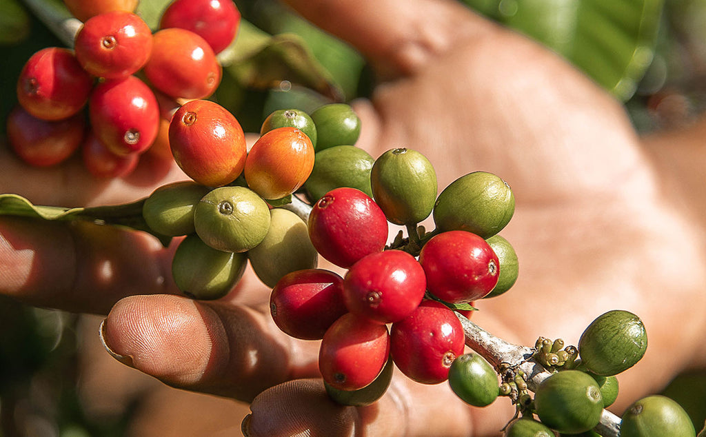 7 Interesting Facts About Hawaiian Coffee