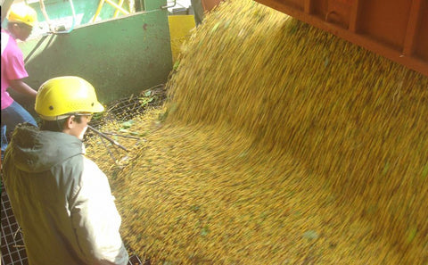 How Different Coffee Processing Methods Affect Flavor