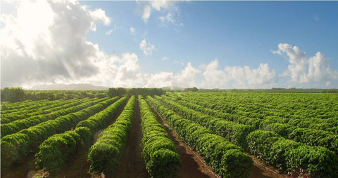 How Climate Affects Coffee