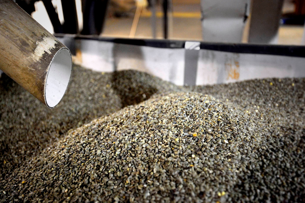 Green coffee beans in a large bin after drying and ready to be bagged and stored. 