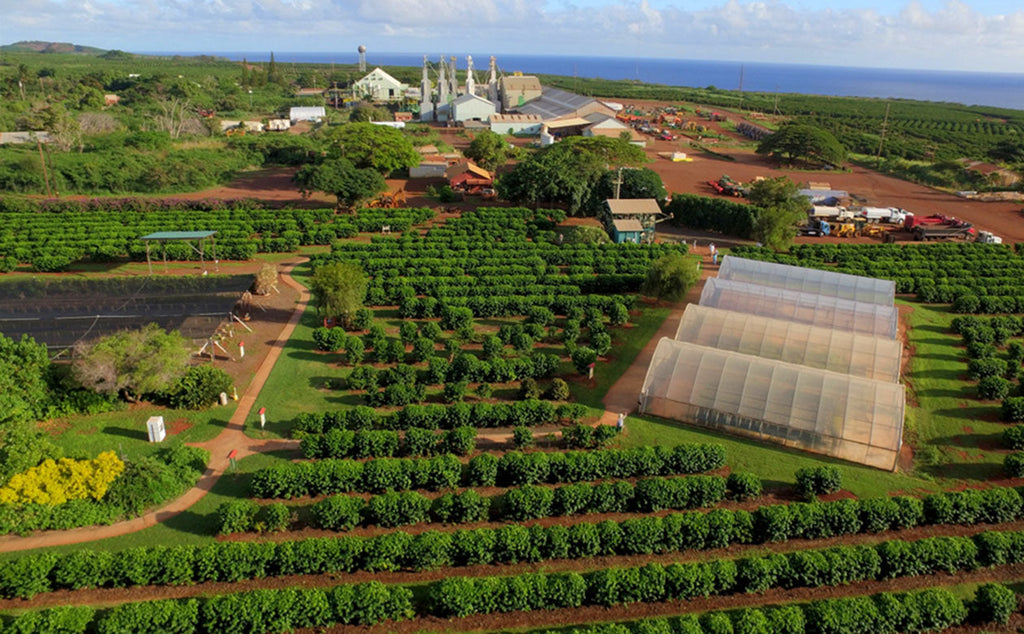 aerial view of Kauai Coffee farm and visitor center, kauai coffee trees with bees visiting the blossoms, kauai coffee farm conditions, kauai coffee farm nursery, ,