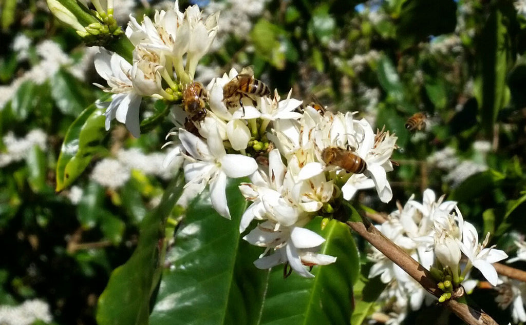 kauai coffee trees with bees visiting the blossoms, Coffee flower candle, , a busy bee checks out coffee flowers on the kauai coffee farm, kauai coffee toasty banana nut cream,