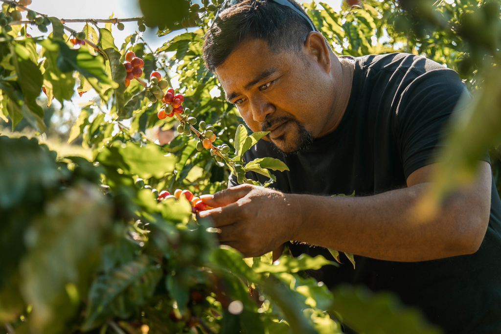 kauai coffee orchard staff inspect coffee cherries on the tree