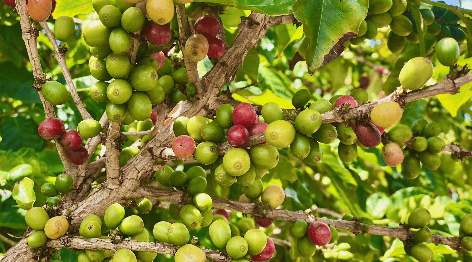 kauai coffee cherries