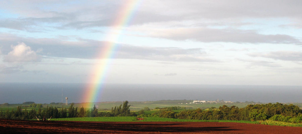 rainbow over kauai coffee fileds, red, yellow and green kauai coffee cherries on a branch, , aerial view of kauai coffee farm, kauai coffee staff on the farm, , aerial view of kauai coffee farm and roasting plant with ocean in the background