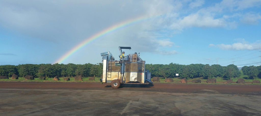 rainbow over kauai coffee fields and harvester, kauai coffee harvest blessing
