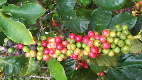 Coffee Farming in Hawaii